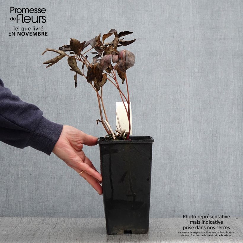 Exemplar von Paeonia lactiflora Doreen - Edel-Pfingstrosen Topf mit 3L/4L wie im Herbst geliefert