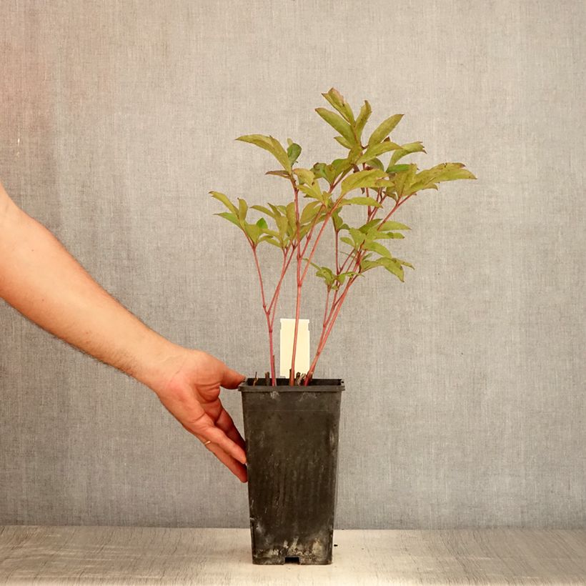 Exemplar von Paeonia lactiflora Doreen - Edel-Pfingstrosen Topf mit 3L/4L wie im Sommer geliefert