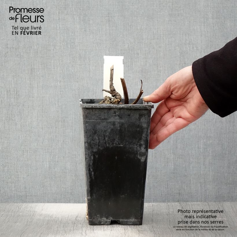 Exemplar von Paeonia lactiflora Doreen - Edel-Pfingstrosen Topf mit 3L/4L wie im Winter geliefert