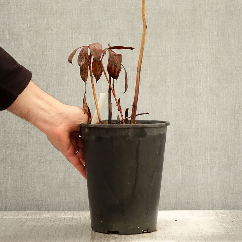 Exemplar von Paeonia lactiflora Dr Alexander Fleming - Edel-Pfingstrosen Topf mit 3L/4L wie im Herbst geliefert