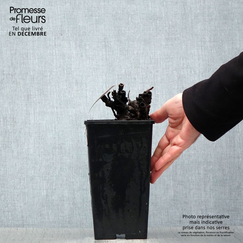 Exemplar von Paeonia lactiflora Dr Alexander Fleming - Edel-Pfingstrosen Topf mit 3L/4L wie im Winter geliefert