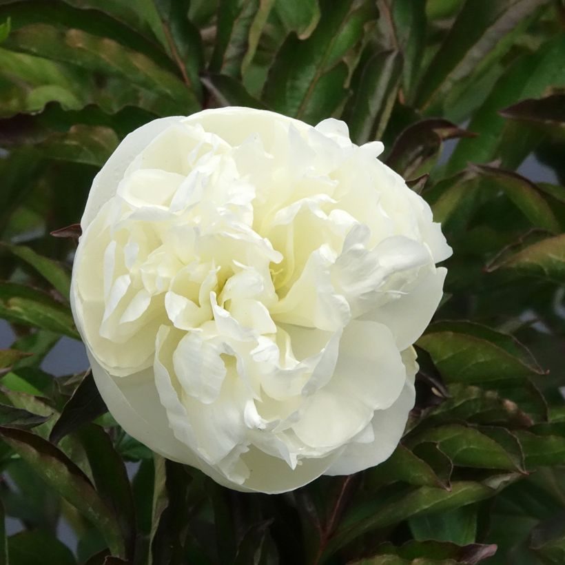 Paeonia lactiflora Duchesse de Nemours - Edel-Pfingstrosen (Blüte)