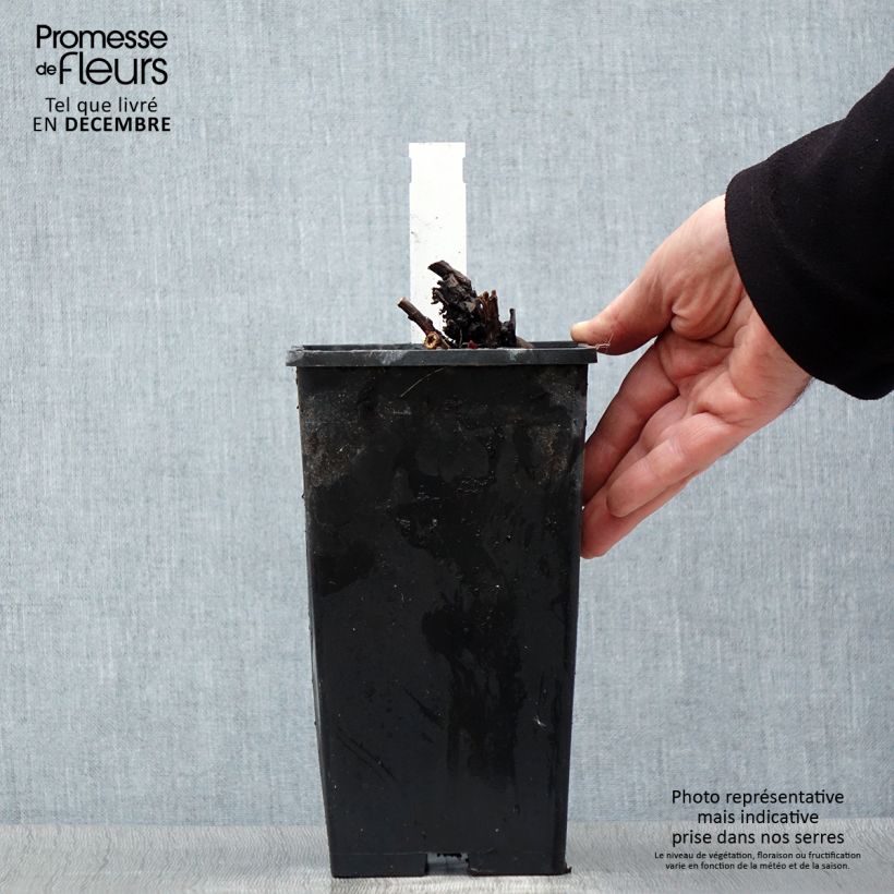 Exemplar von Paeonia lactiflora Duchesse de Nemours - Edel-Pfingstrosen Topf mit 3L/4L wie im Winter geliefert