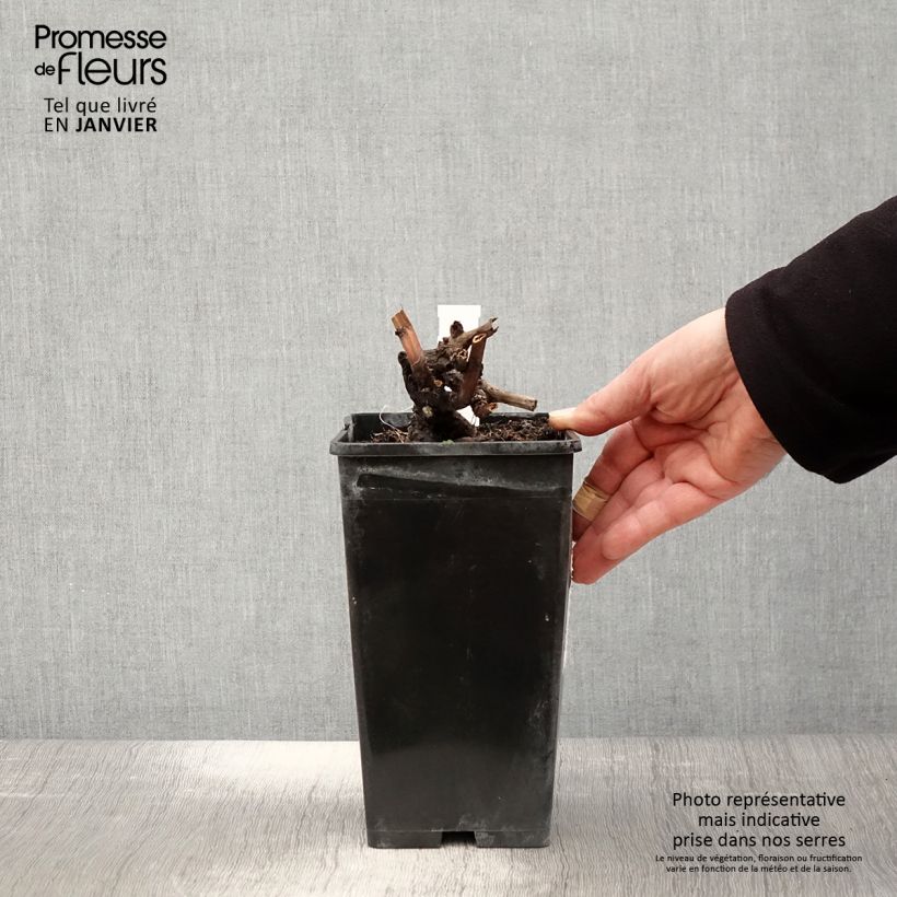 Exemplar von Paeonia lactiflora Edulis Superba - Edel-Pfingstrosen Topf mit 3L/4L wie im Winter geliefert