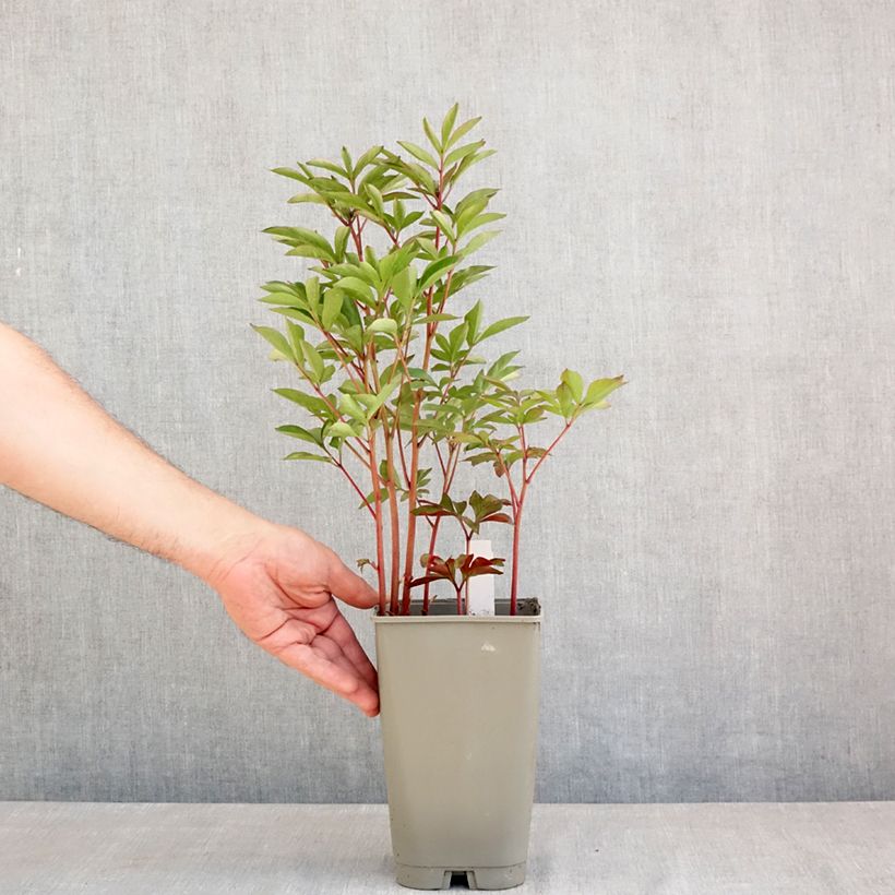 Exemplar von Paeonia lactiflora Félix Crousse - Edel-Pfingstrosen Topf mit 3L/4L wie im Frühjahr geliefert