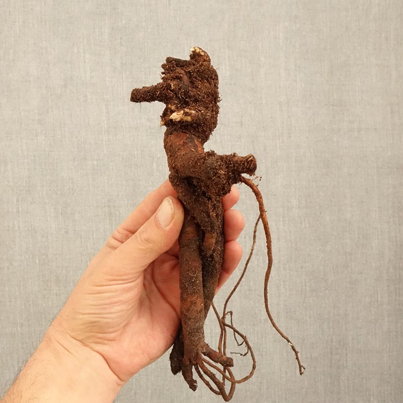 Exemplar von Paeonia lactiflora Festiva Maxima - Edel-Pfingstrosen Stamm 3/5 Augen wie im Winter geliefert