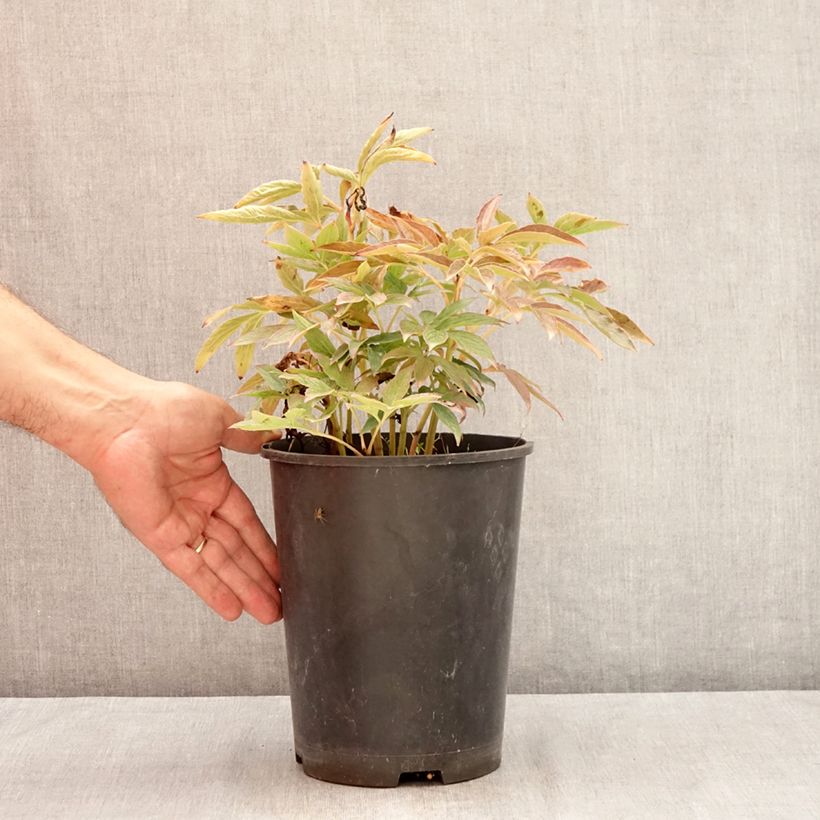 Exemplar von Paeonia lactiflora Fleur de Pêcher - Edel-Pfingstrosen Topf mit 3L/4L wie im Sommer geliefert