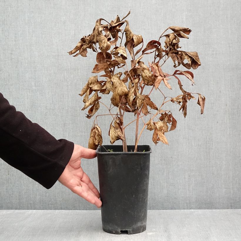 Exemplar von Paeonia x lactiflora Fringed Ivory - Edel-Pfingstrosen Topf mit 4L/5L wie im Herbst geliefert