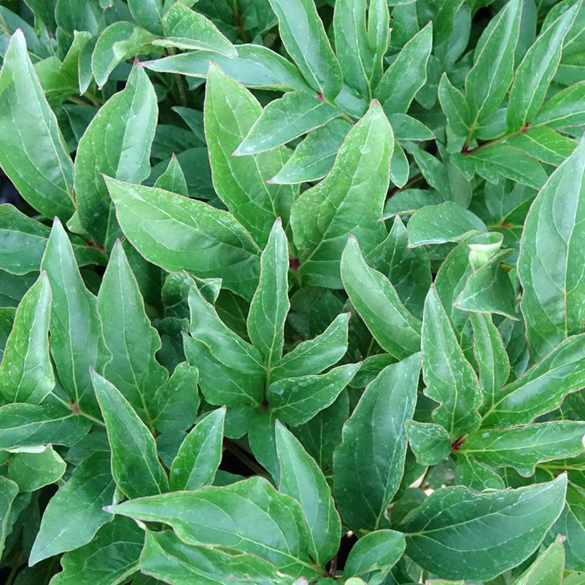 Paeonia lactiflora Green Halo - Edel-Pfingstrosen (Laub)