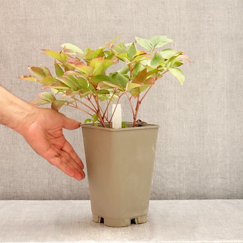 Exemplar von Paeonia lactiflora Green Halo - Edel-Pfingstrosen Topf mit 3L/4L wie im Sommer geliefert