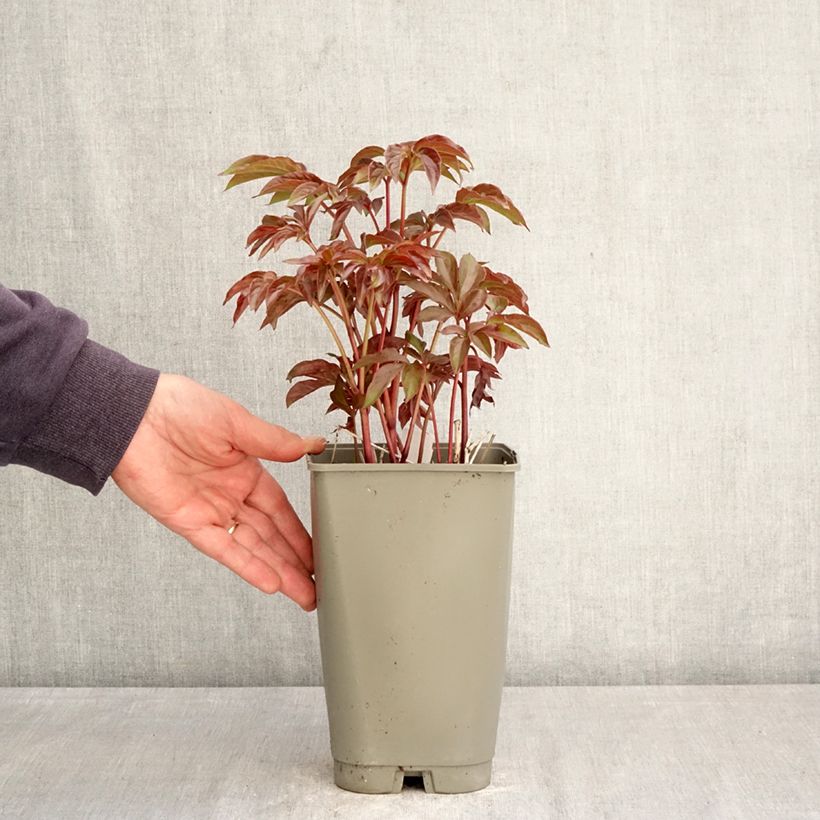 Exemplar von Paeonia lactiflora Green Halo - Edel-Pfingstrosen Topf mit 3L/4L wie im Frühjahr geliefert