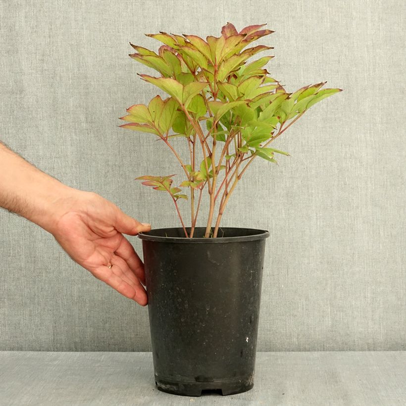 Exemplar von Paeonia lactiflora Green Lotus - Edel-Pfingstrosen Topf mit 3L/4L wie im Sommer geliefert