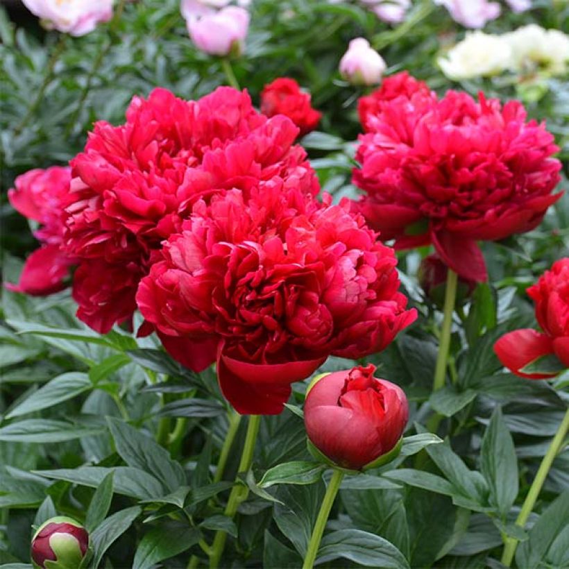Paeonia lactiflora Bockstoce - Edel-Pfingstrosen (Blüte)