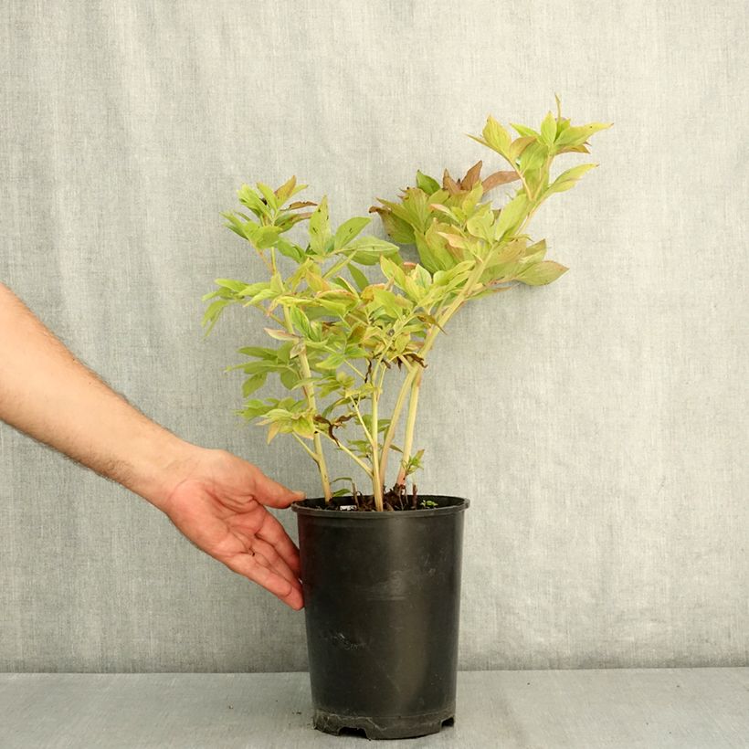 Exemplar von Paeonia lactiflora Bockstoce - Edel-Pfingstrosen Topf mit 3L/4L wie im Sommer geliefert