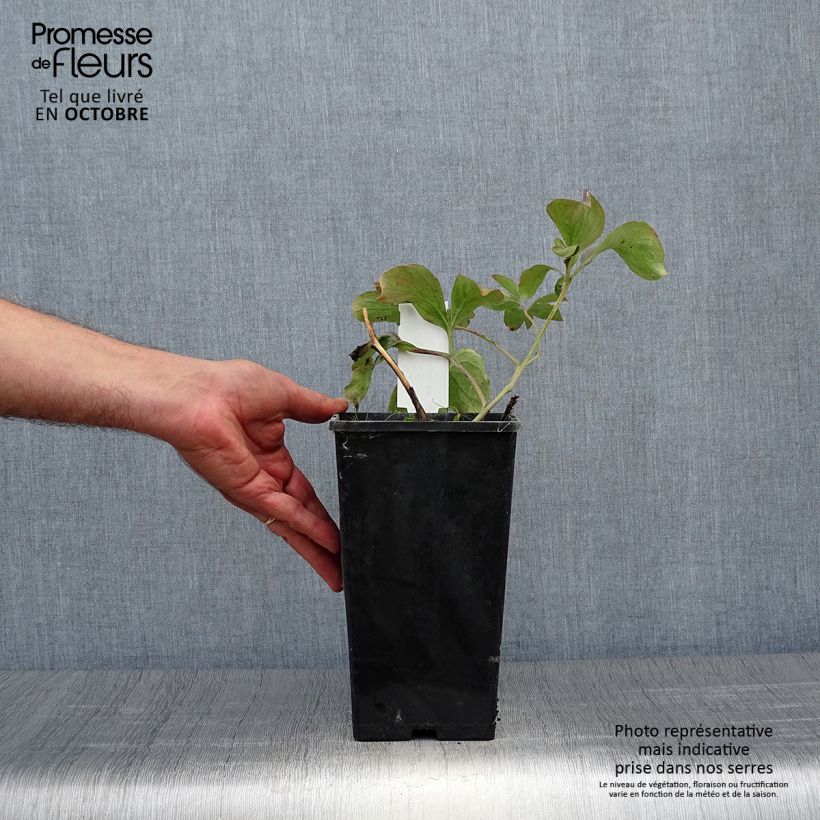 Exemplar von Paeonia lactiflora Inspecteur Lavergne - Edel-Pfingstrosen Topf mit 3L/4L wie im Herbst geliefert