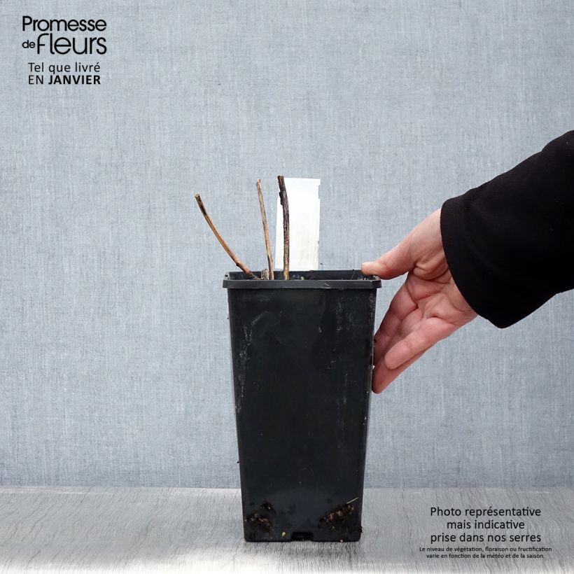 Exemplar von Paeonia lactiflora Inspecteur Lavergne - Edel-Pfingstrosen Topf mit 3L/4L wie im Winter geliefert