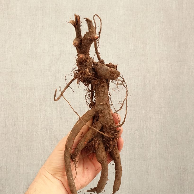 Exemplar von Paeonia lactiflora Inspecteur Lavergne - Edel-Pfingstrosen Stamm 3/5 Augen wie im Winter geliefert