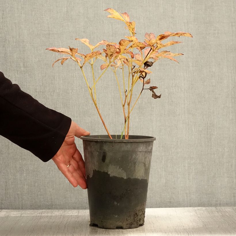 Exemplar von Paeonia lactiflora Jan van Leeuwen - Edel-Pfingstrosen Topf mit 3L/4L wie im Herbst geliefert