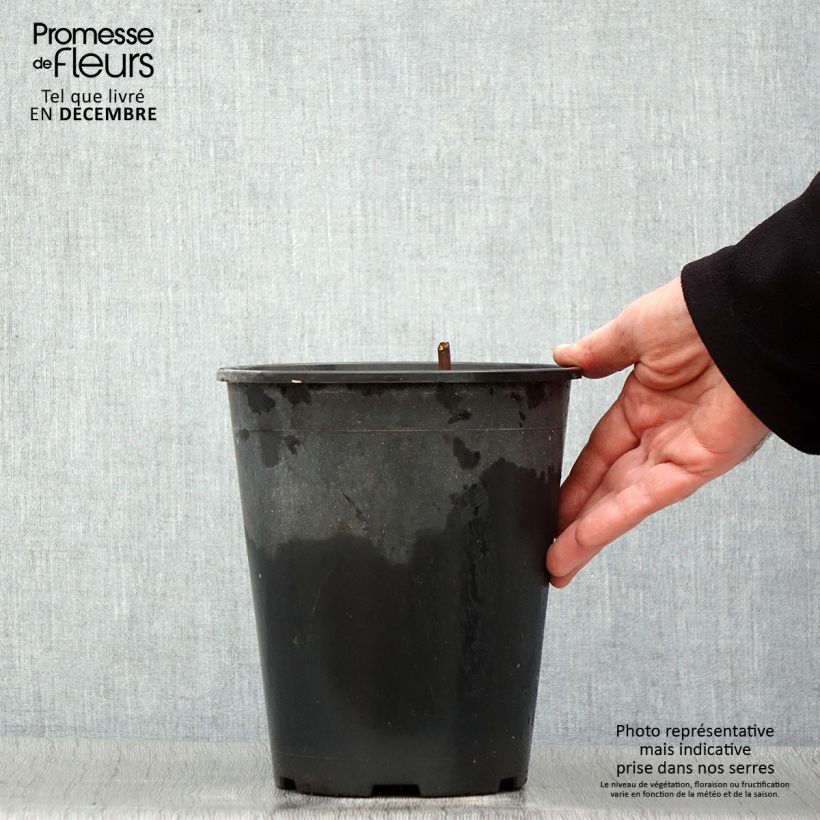 Exemplar von Paeonia lactiflora Jan van Leeuwen - Edel-Pfingstrosen Topf mit 3L/4L wie im Winter geliefert