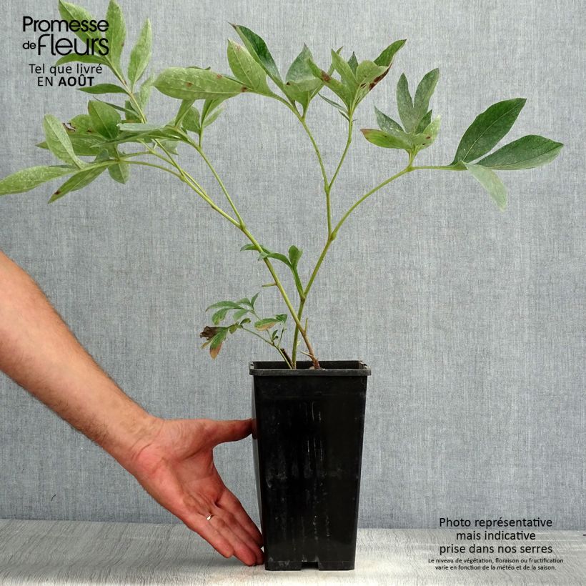 Exemplar von Paeonia lactiflora Kansas - Edel-Pfingstrosen Topf mit 3L/4L wie im Sommer geliefert