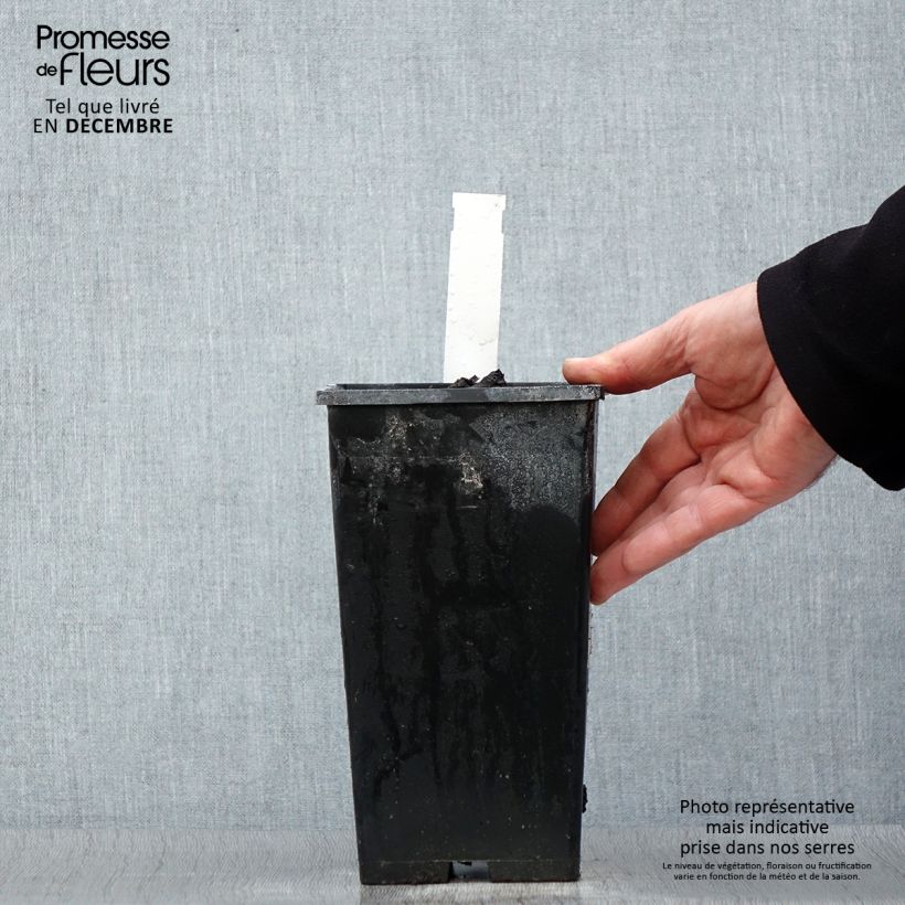 Exemplar von Paeonia lactiflora Kansas - Edel-Pfingstrosen Topf mit 3L/4L wie im Winter geliefert