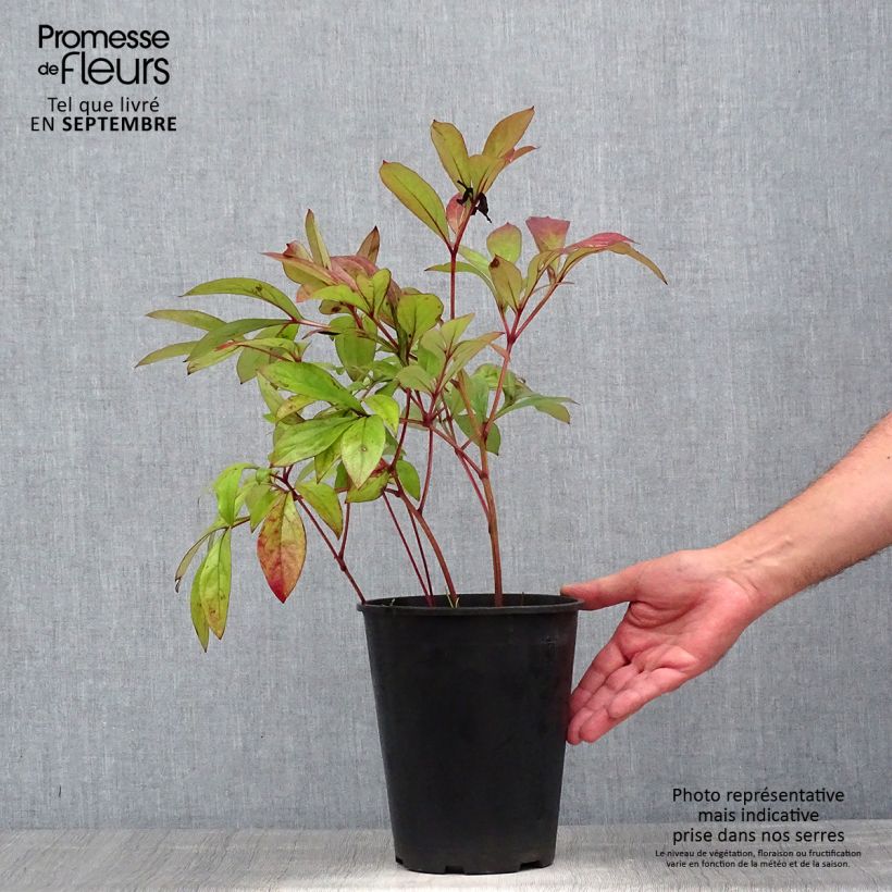 Exemplar von Paeonia lactiflora Karl Rosenfield - Edel-Pfingstrosen Topf mit 3L/4L wie im Sommer geliefert