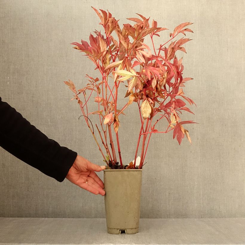 Exemplar von Paeonia lactiflora Karl Rosenfield - Edel-Pfingstrosen Topf mit 3L/4L wie im Herbst geliefert