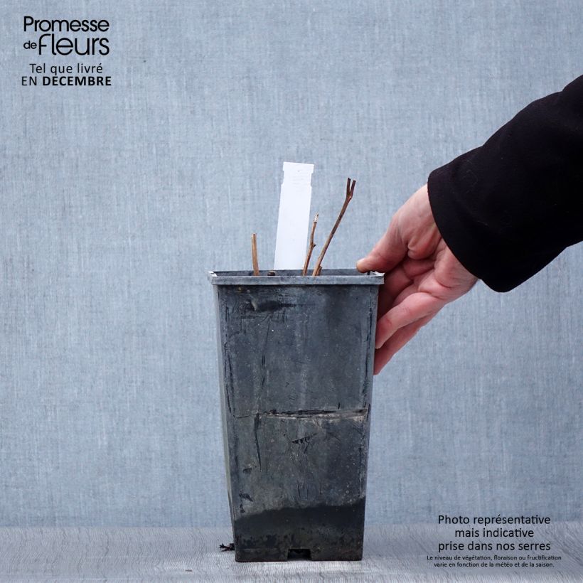 Exemplar von Paeonia lactiflora Karl Rosenfield - Edel-Pfingstrosen Topf mit 3L/4L wie im Winter geliefert