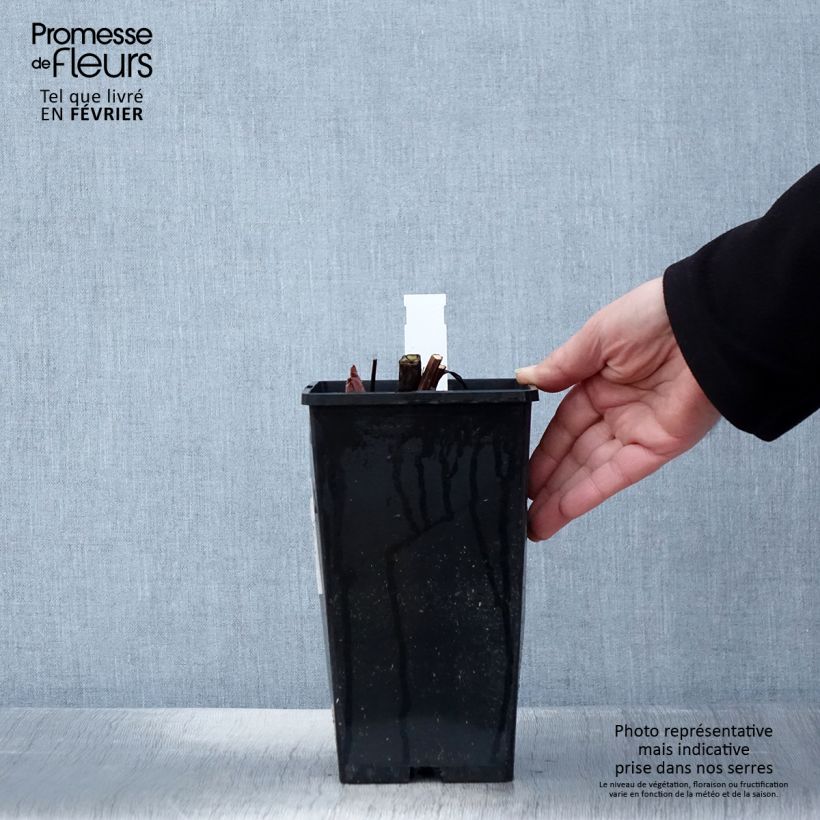 Exemplar von Paeonia lactiflora King's Day - Edel-Pfingstrosen Topf mit 3L/4L wie im Winter geliefert