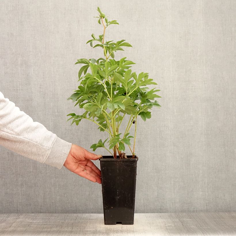 Exemplar von Paeonia lactiflora King's Day - Edel-Pfingstrosen Topf mit 3L/4L wie im Frühjahr geliefert