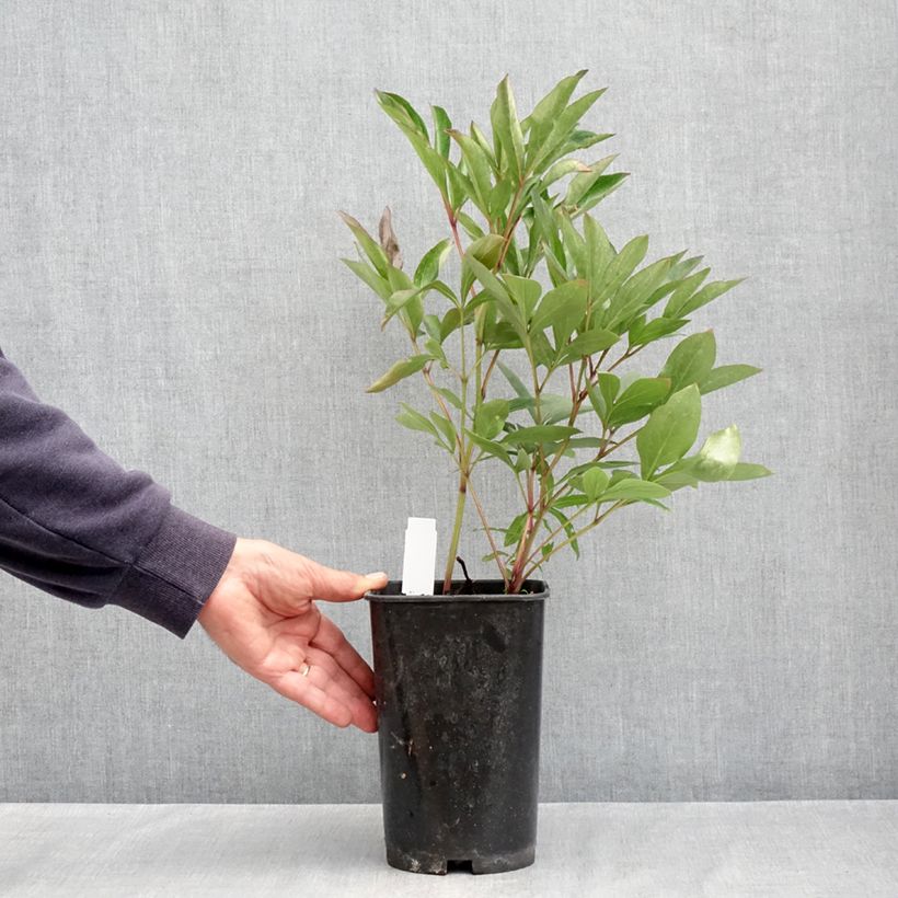 Exemplar von Paeonia lactiflora Lady Alexandra Duff - Edel-Pfingstrosen Topf mit 3L/4L wie im Frühjahr geliefert