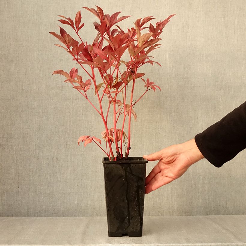 Exemplar von Paeonia lactiflora Paeonia - Edel-Pfingstrosen Topf mit 3L/4L wie im Herbst geliefert