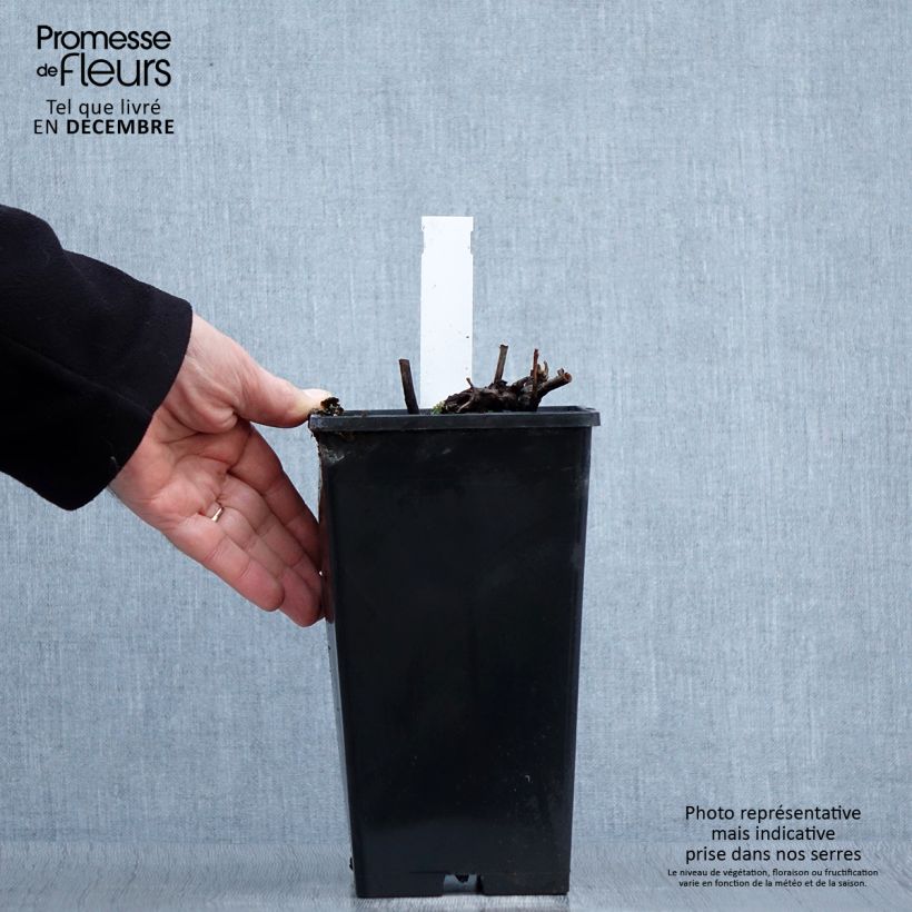 Exemplar von Paeonia lactiflora Paeonia - Edel-Pfingstrosen Topf mit 3L/4L wie im Winter geliefert