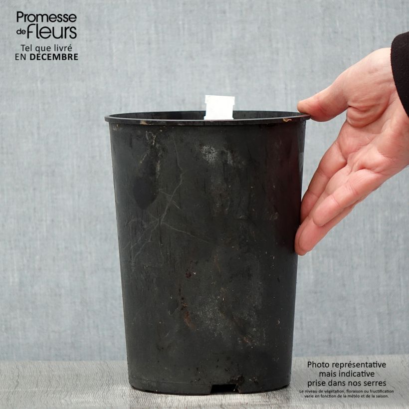 Exemplar von Paeonia lactiflora Madame Emile Debatène - Edel-Pfingstrosen Topf mit 3L/4L wie im Winter geliefert