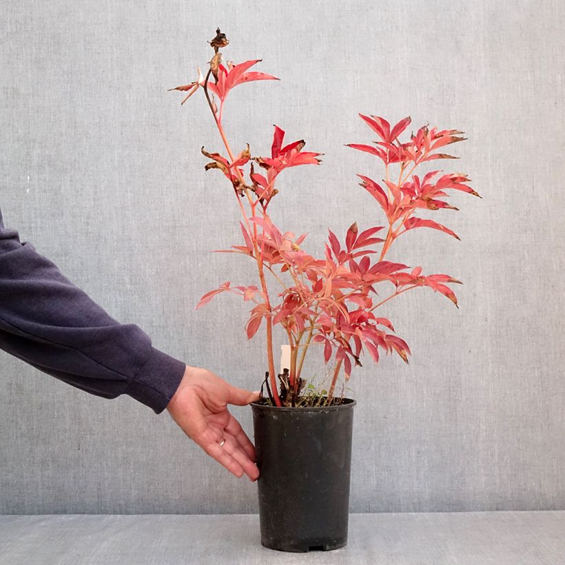 Exemplar von Paeonia x lactiflora Mistress - Edel-Pfingstrosen Topf mit 4L/5L wie im Herbst geliefert