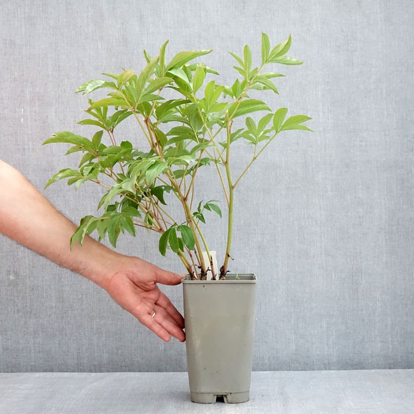 Exemplar von Paeonia x lactiflora Mistress - Edel-Pfingstrosen Topf mit 4L/5L wie im Frühjahr geliefert