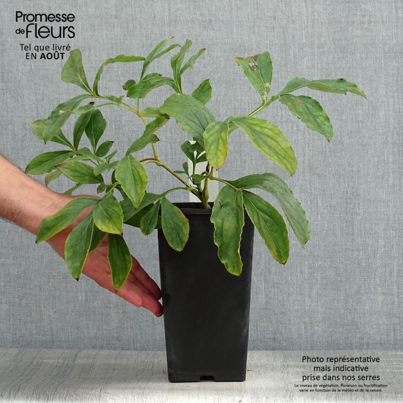 Exemplar von Paeonia lactiflora Monsieur Jules Elie - Edel-Pfingstrosen Topf mit 3L/4L wie im Sommer geliefert