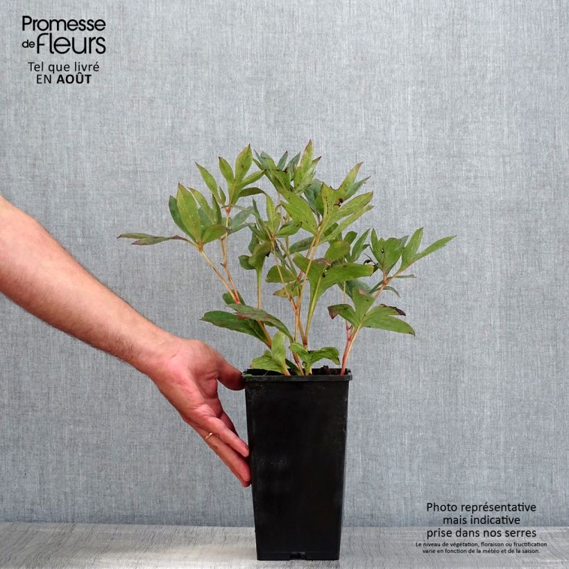 Exemplar von Paeonia lactiflora Mother's Choice - Edel-Pfingstrosen Topf mit 3L/4L wie im Sommer geliefert