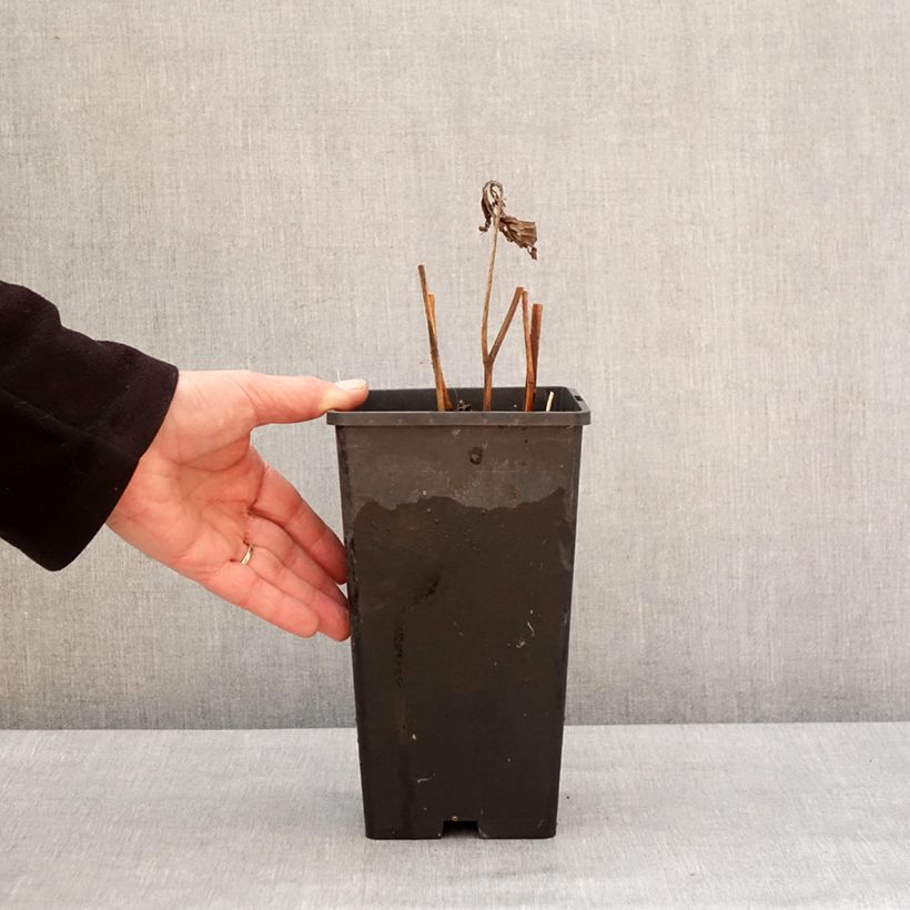 Exemplar von Paeonia lactiflora Mother's Choice - Edel-Pfingstrosen Topf mit 3L/4L wie im Winter geliefert