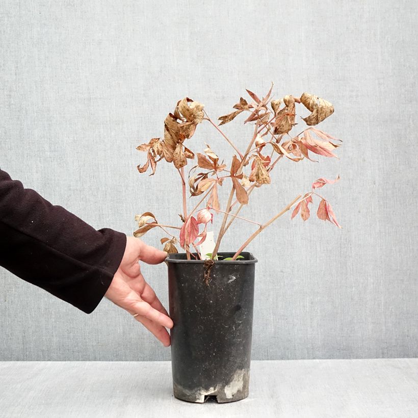 Exemplar von Paeonia x lactiflora Mrs JV Edlund - Edel-Pfingstrosen Topf mit 4L/5L wie im Herbst geliefert