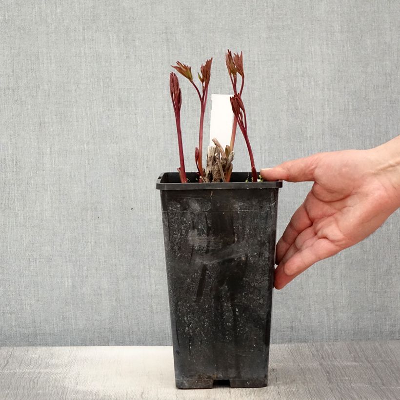 Exemplar von Paeonia lactiflora Neon - Edel-Pfingstrosen Topf mit 3L/4L wie im Frühjahr geliefert