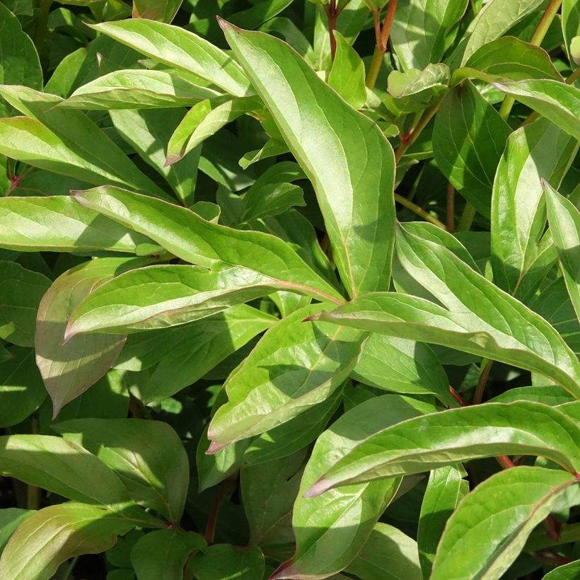 Paeonia lactiflora Nymphe - Edel-Pfingstrosen (Laub)
