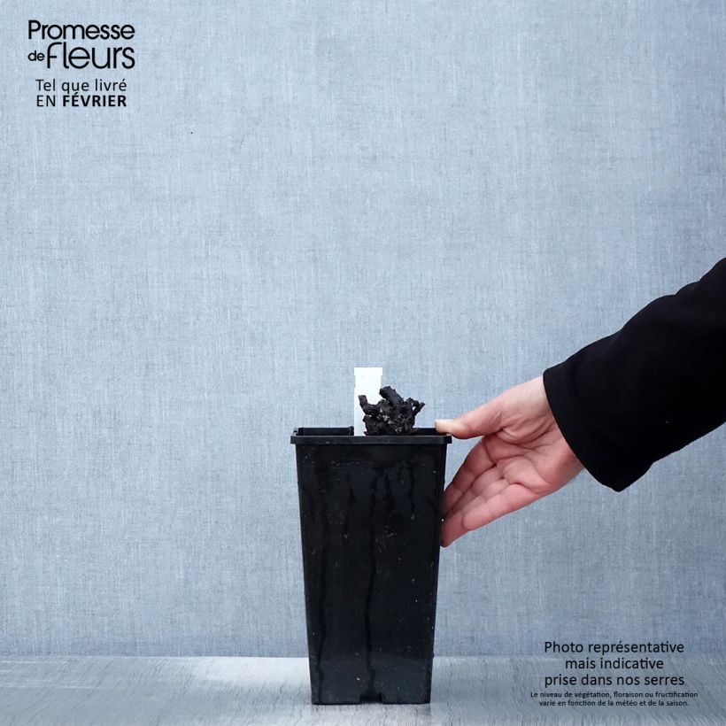 Exemplar von Paeonia lactiflora Nymphe - Edel-Pfingstrosen Topf mit 3L/4L wie im Winter geliefert