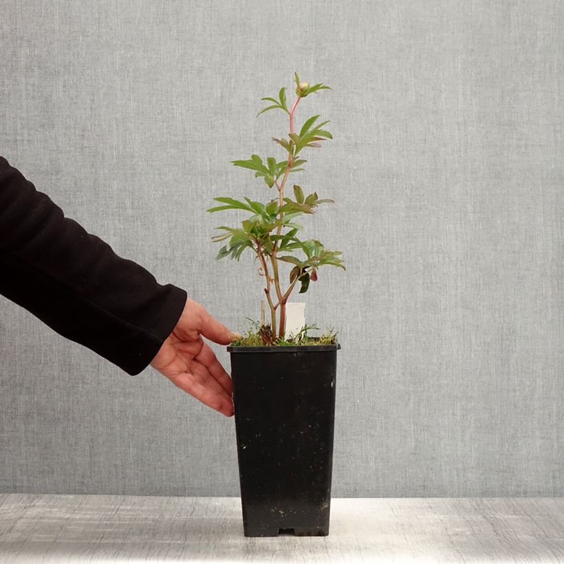 Exemplar von Paeonia lactiflora Pink Hawaiian Coral - Edel-Pfingstrosen Topf mit 3L/4L wie im Frühjahr geliefert