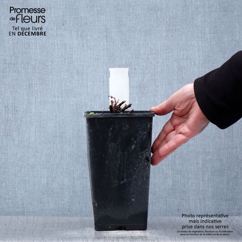 Exemplar von Paeonia lactiflora Primevère - Edel-Pfingstrosen Topf mit 3L/4L wie im Winter geliefert