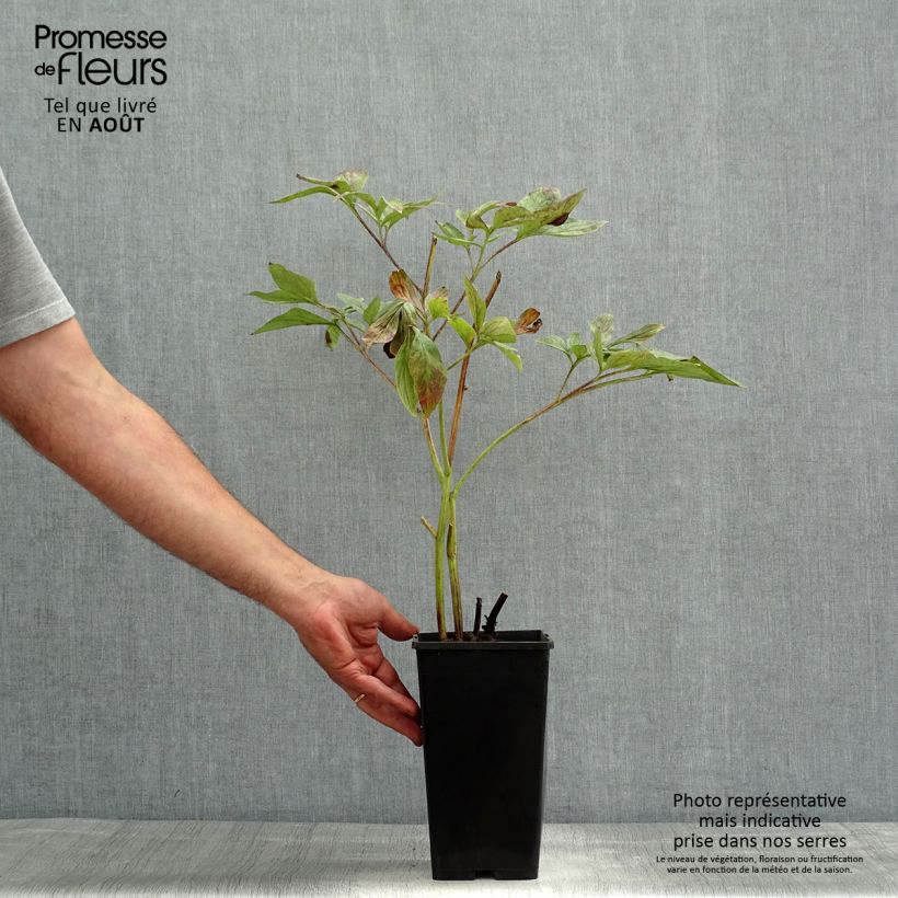 Exemplar von Paeonia lactiflora Red Charm - Edel-Pfingstrosen Topf mit 3L/4L wie im Sommer geliefert