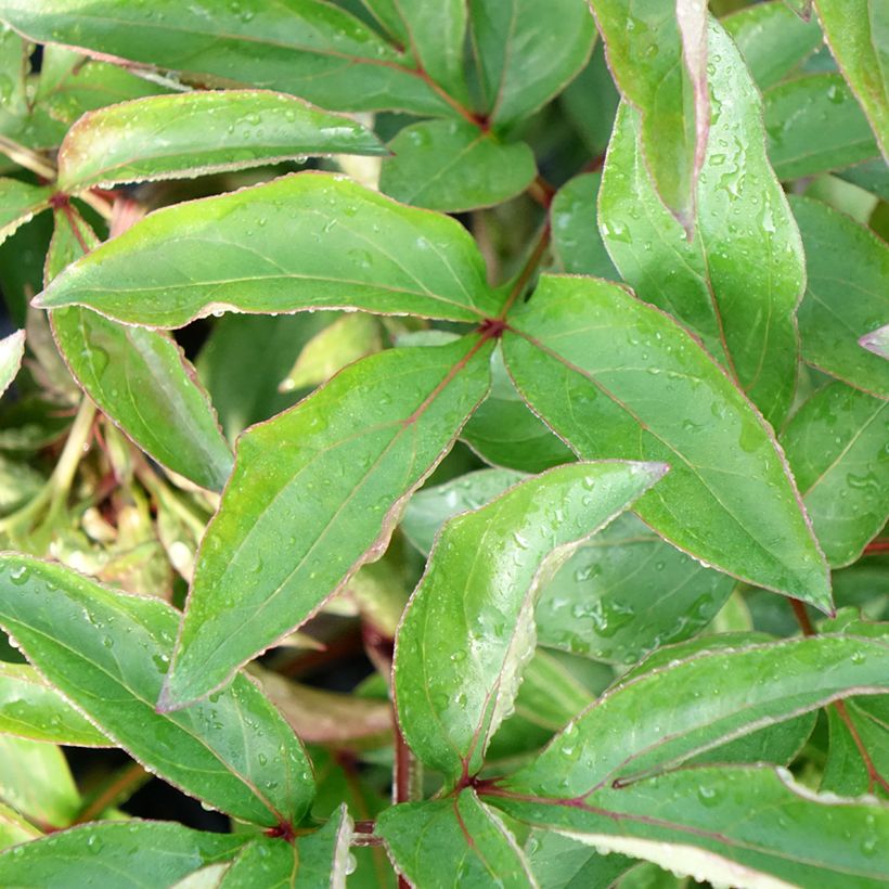 Paeonia lactiflora Red Charm - Edel-Pfingstrosen (Laub)