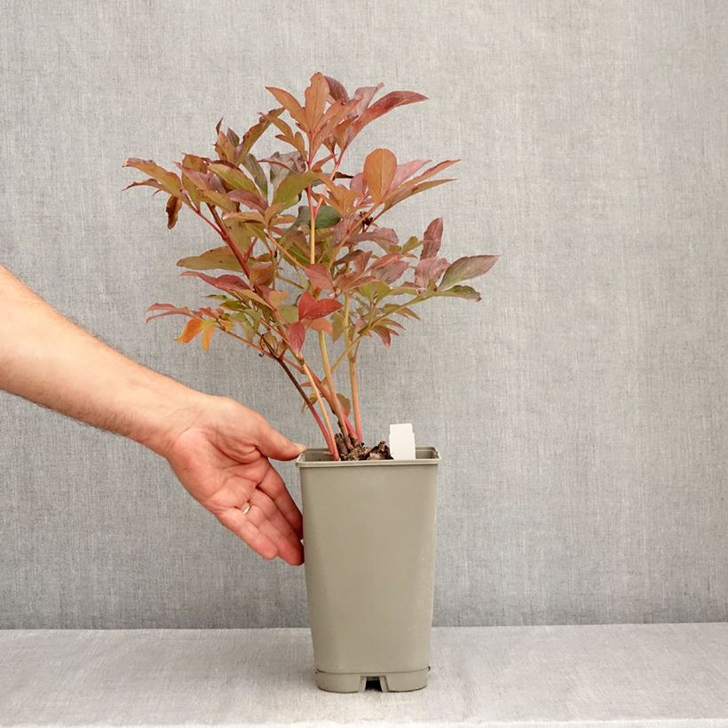 Exemplar von Paeonia lactiflora Konigin Wilhelmina - Edel-Pfingstrosen Topf mit 3L/4L wie im Sommer geliefert