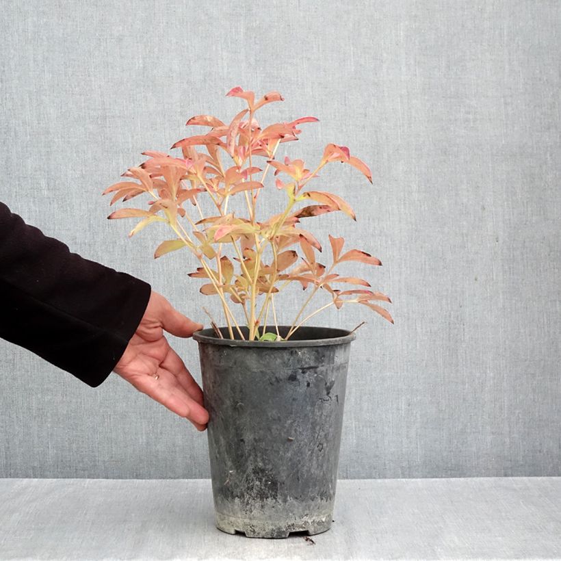 Exemplar von Paeonia lactiflora Sea Shell - Edel-Pfingstrosen Topf mit 3L/4L wie im Herbst geliefert