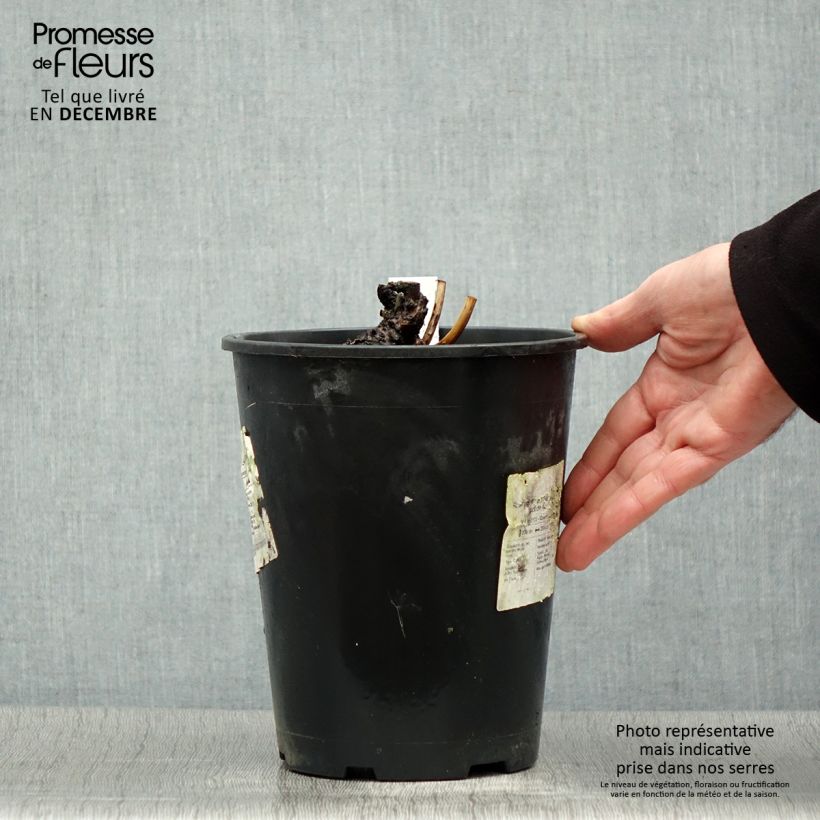 Exemplar von Paeonia lactiflora Sea Shell - Edel-Pfingstrosen Topf mit 3L/4L wie im Winter geliefert